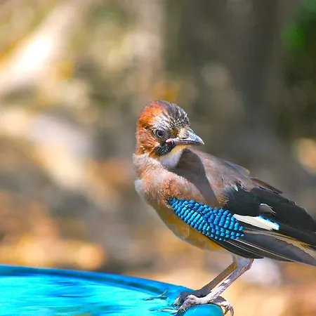Domaine Pozzo Di Mastri & 4* Figari (Corsica)