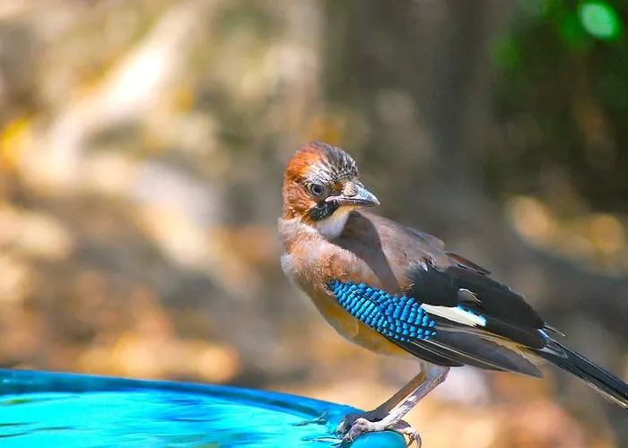 Domaine Pozzo Di Mastri & 4* 菲加里